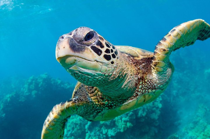 Green Cay turtle snorkel — Product image supplied through Viator.