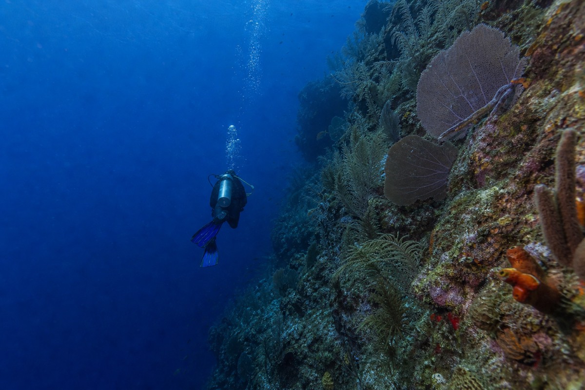 A scuba diver moving over shallow coral in the clear water off New Providence