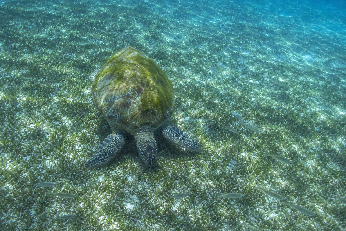 A green sea turtle over the seagrass beds near Nassau