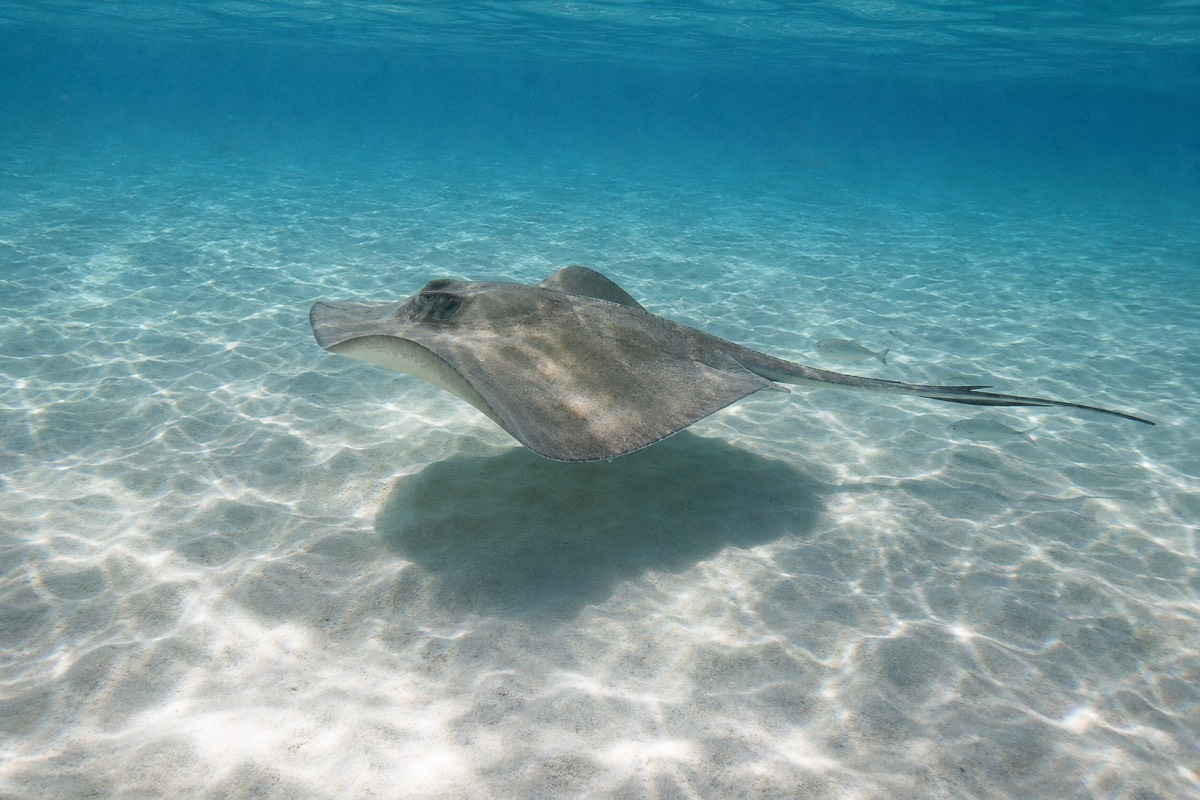 A southern stingray on the sand flats off New Providence