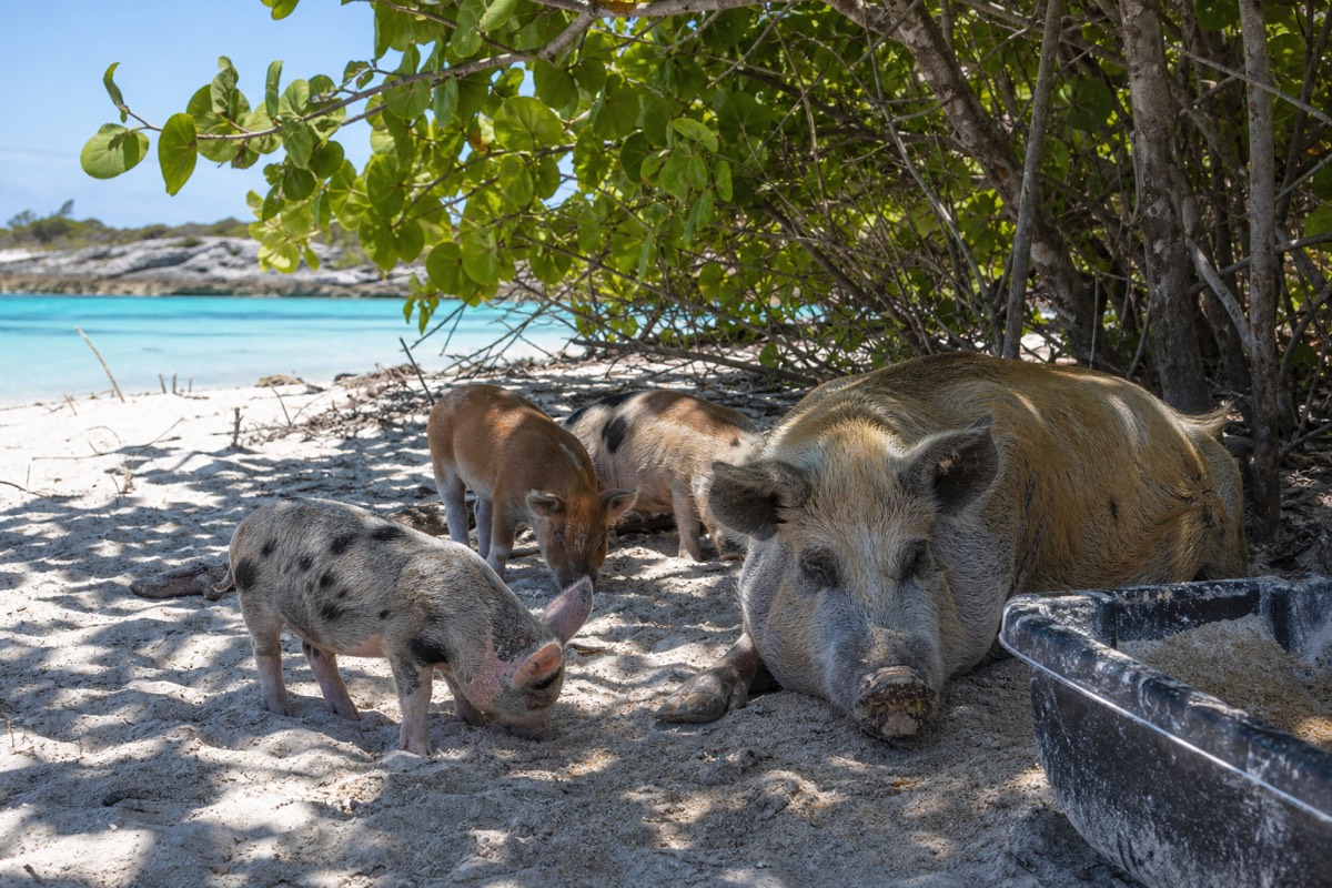 Pigs in the shallows on a cay off Nassau