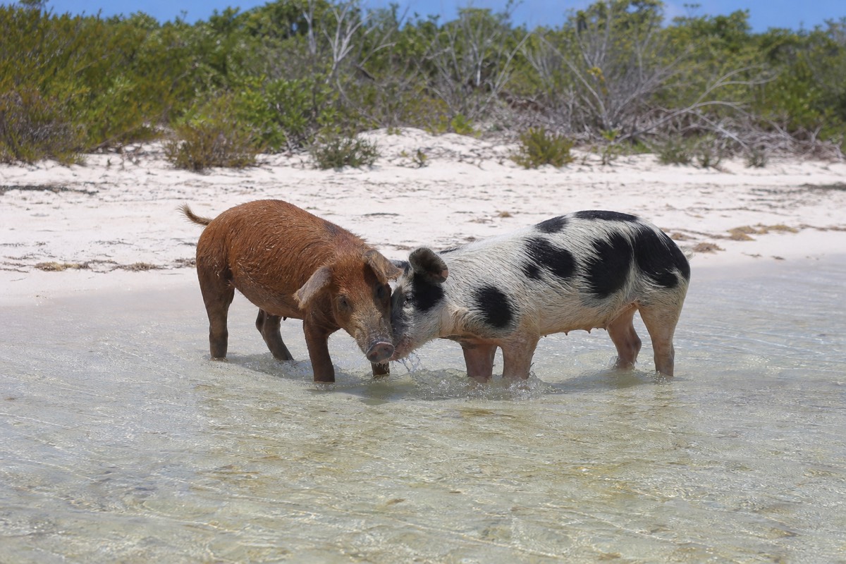 Two pigs wading together at the water's edge on a Bahamian cay
