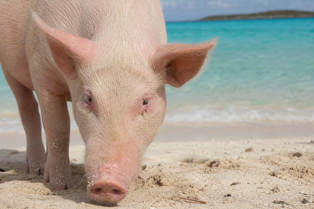 Close-up of a pig on the sand at a Bahamas cay
