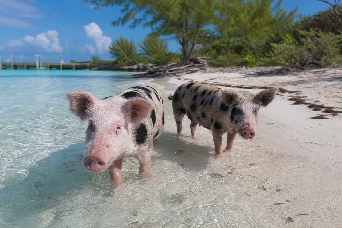 Pigs in the shallows on a cay off Nassau