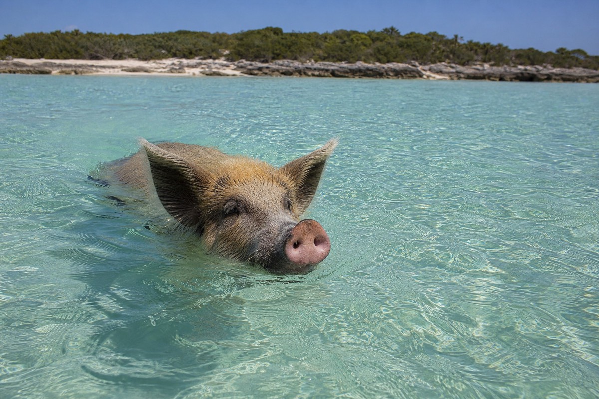 Pigs in the shallows on a cay off Nassau