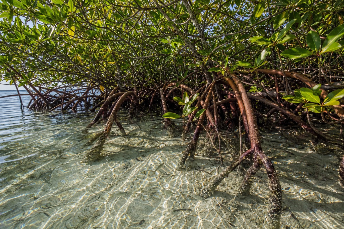 The shallow water and cays east of Nassau