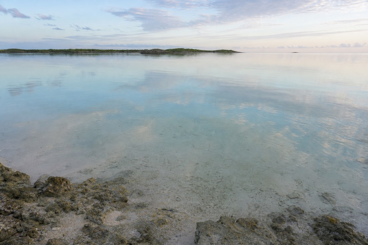 Pigs in the shallows on a cay off Nassau
