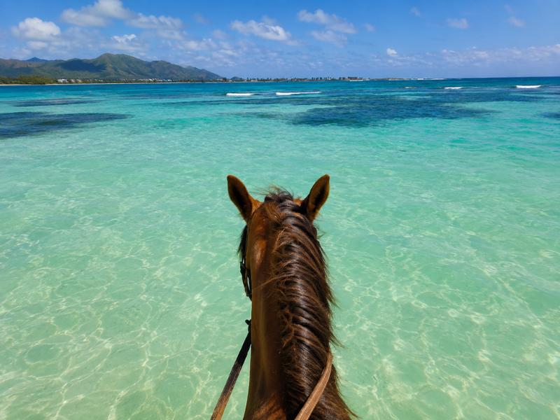 Nassau Beach Horseback Riding: Swim with Horses in the Bahamas